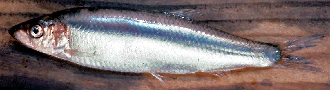 Sprattus sprattus_02.jpg